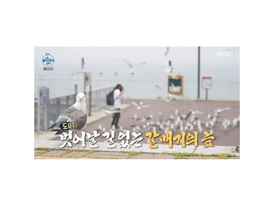 임우일 갈매기 떼에 당황해 웃음 터진 장면 공개